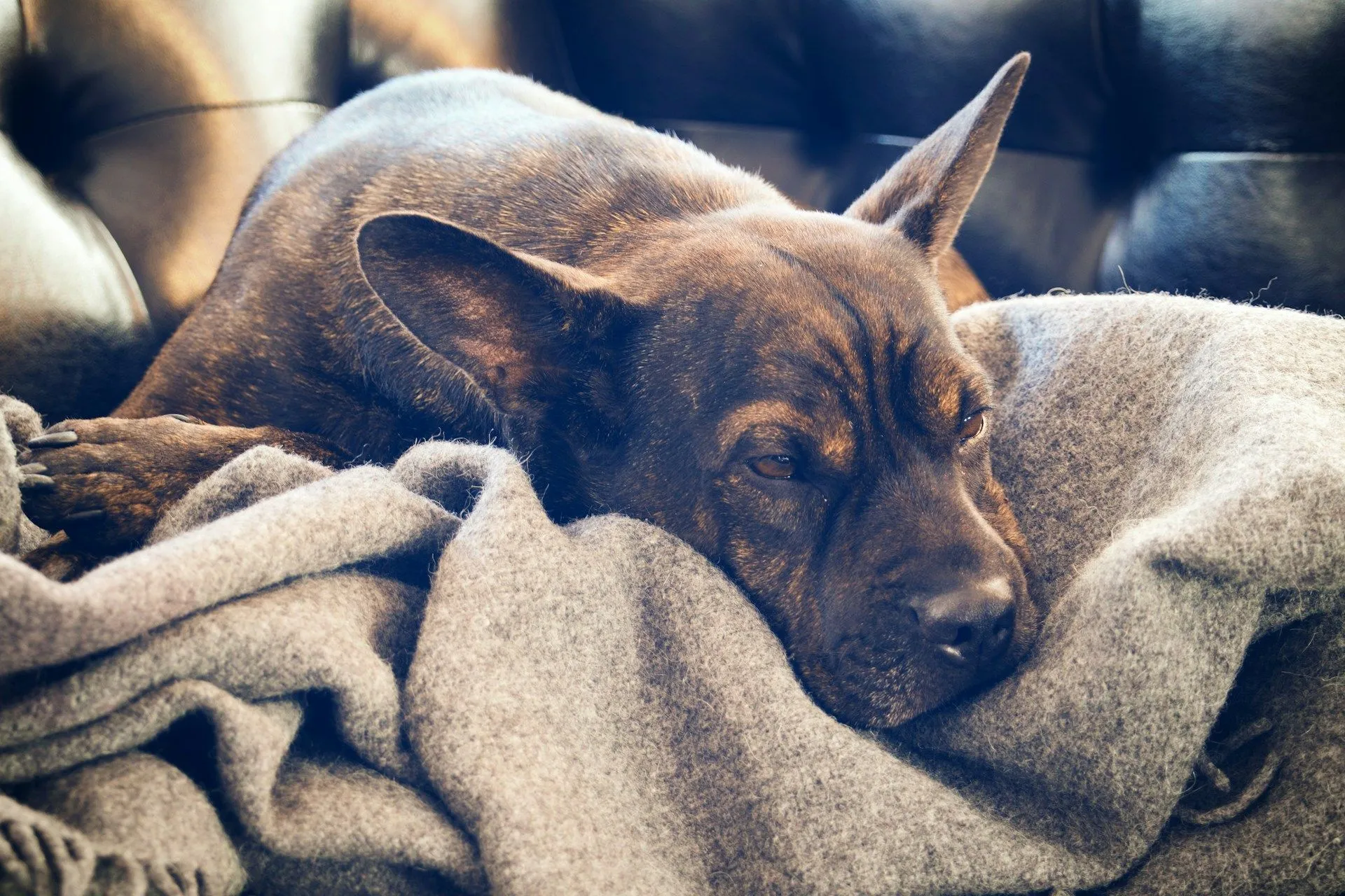 Brindle dog with lymphoma resting on a gray blanket