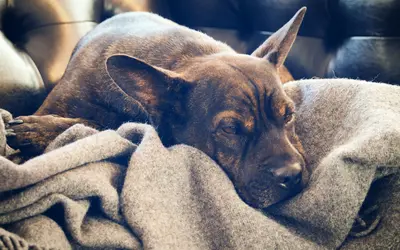 Lymphoma in Dogs: Stages and When to Say Goodbye