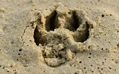 Pet Burial History: How Cultures Honor Beloved Companions