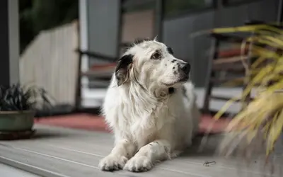 Senior Dog Incontinence: Causes, Care and What Helps