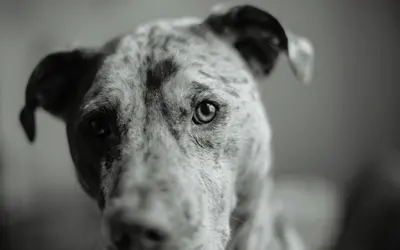 Mental Enrichment for Senior Dogs: 15 Brain Games That Work
