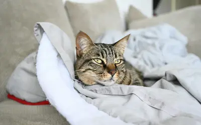 Mobility Aids for Aging Pets: Essential Support for Senior Dogs & Cats