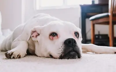 Monitoring a Sick Pet at Home: Vital Signs and Red Flags