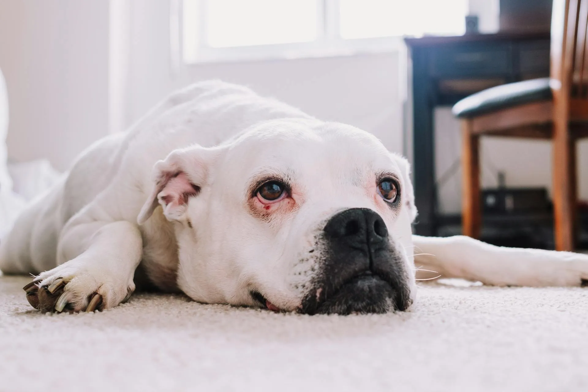 Monitoring a Sick Pet at Home: Vital Signs and Red Flags