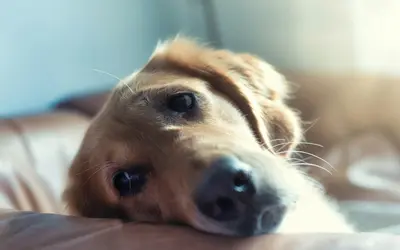 Most Common Diseases in Senior Dogs and Symptoms