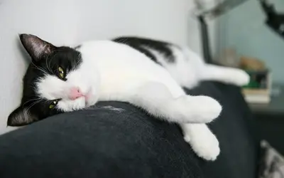 My Cat Has Hyperthyroidism: What to Do Next