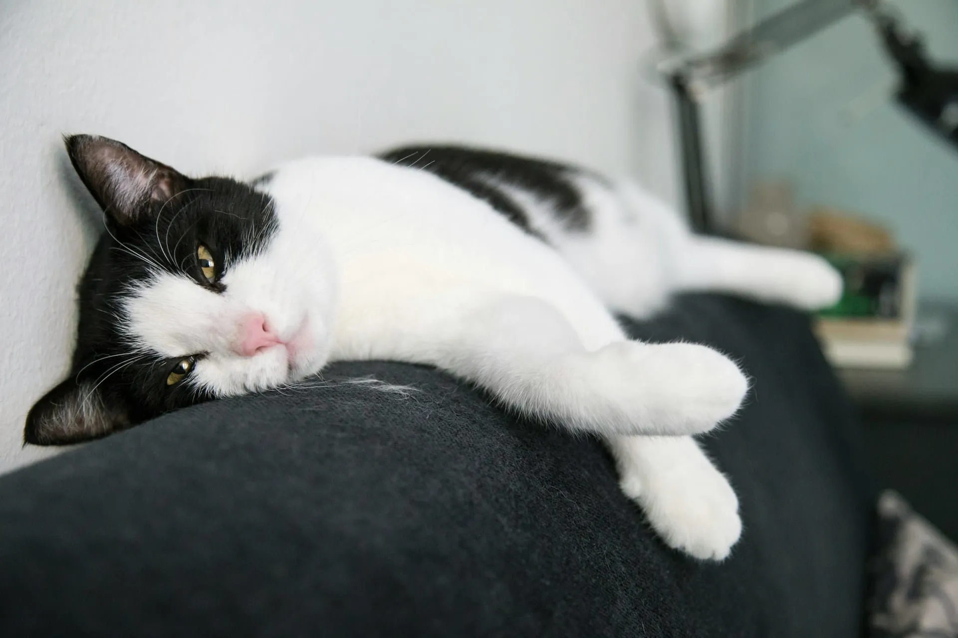 My Cat Has Hyperthyroidism: What to Do Next