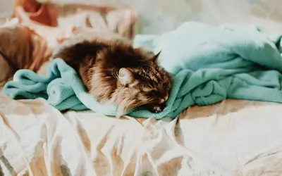 My Cat Has Kidney Disease: Next Steps After Diagnosis