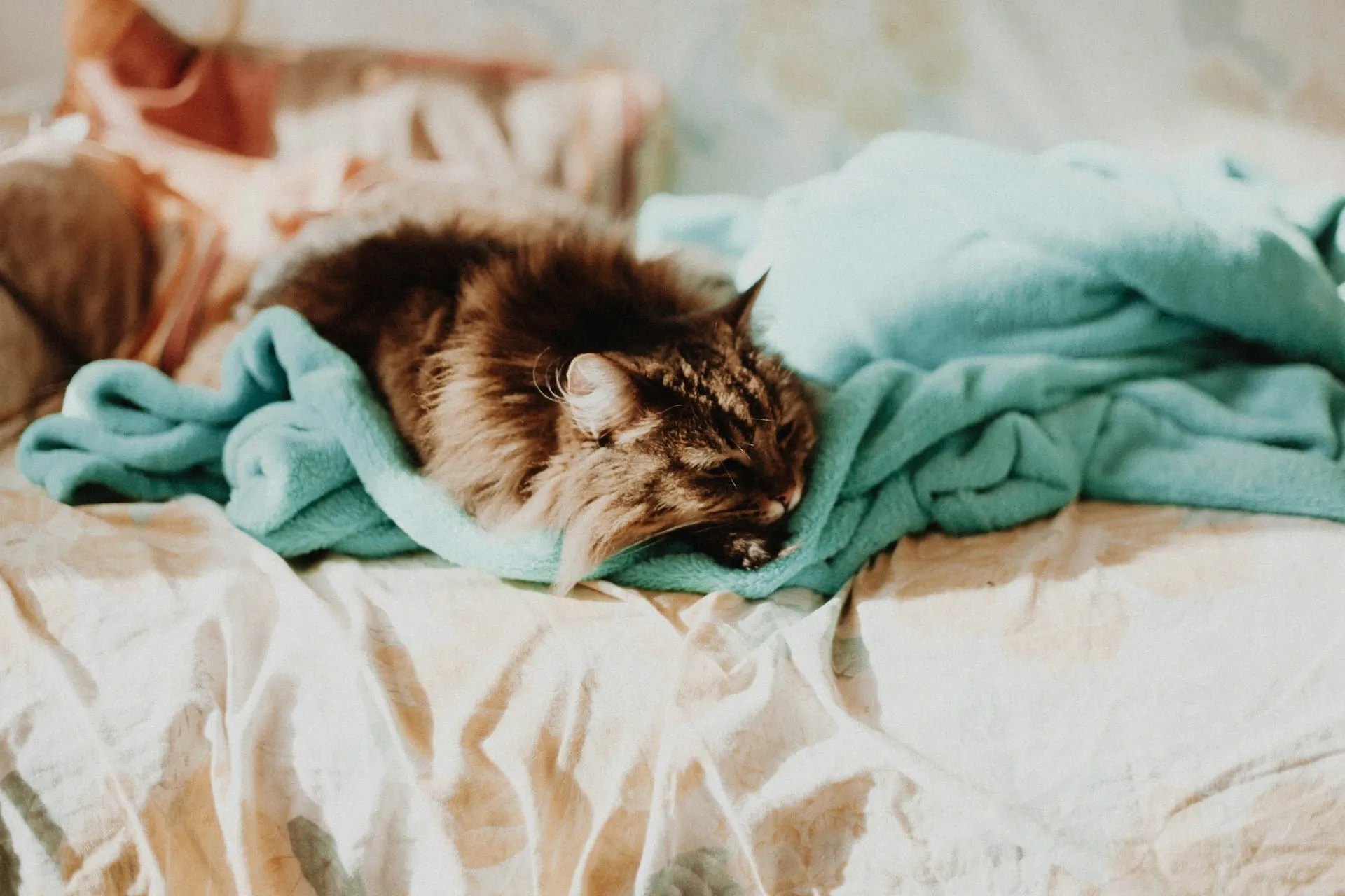 My Cat Has Kidney Disease: Next Steps After Diagnosis