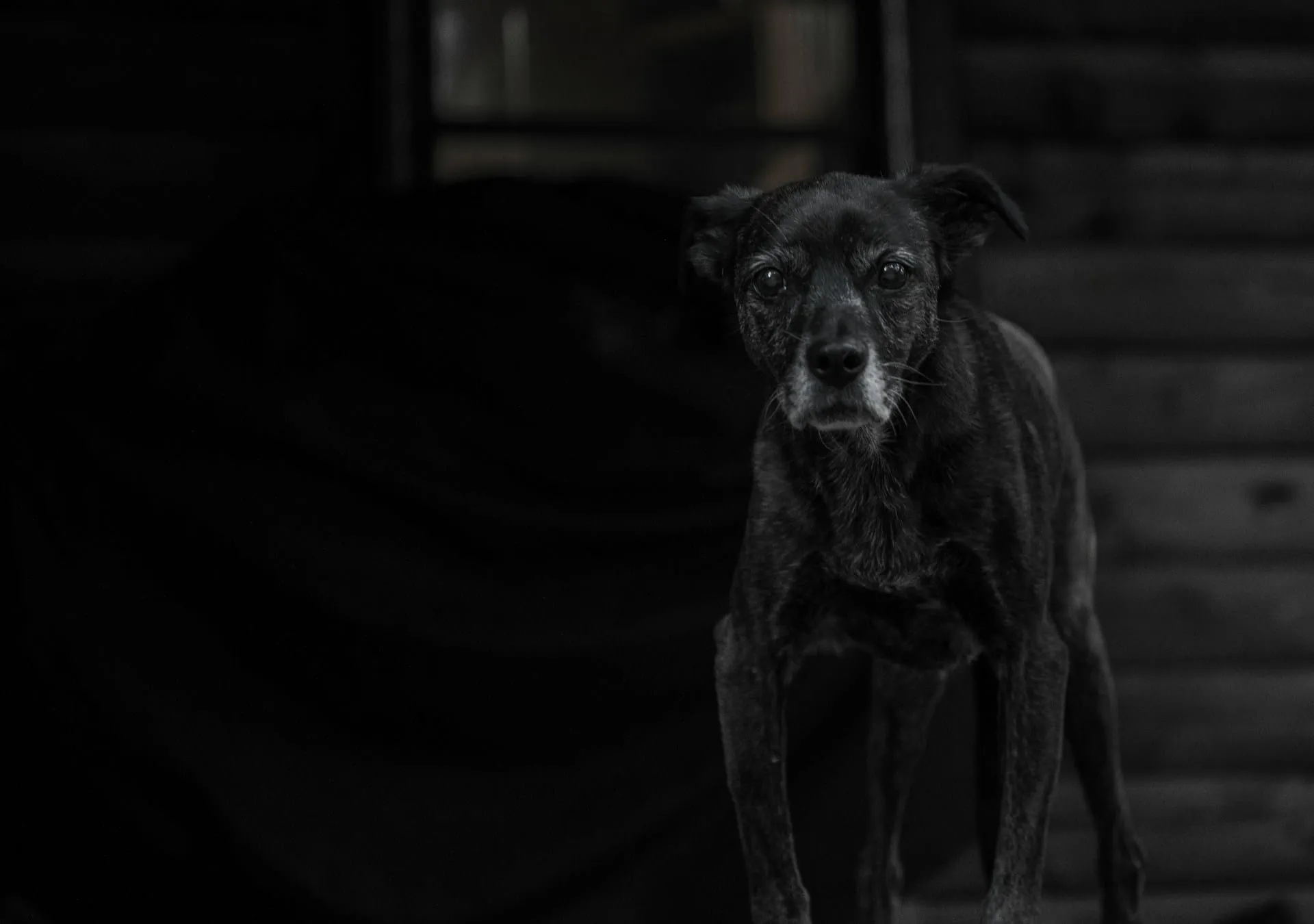 My Dog Has Diabetes: Your Complete Next Steps Guide