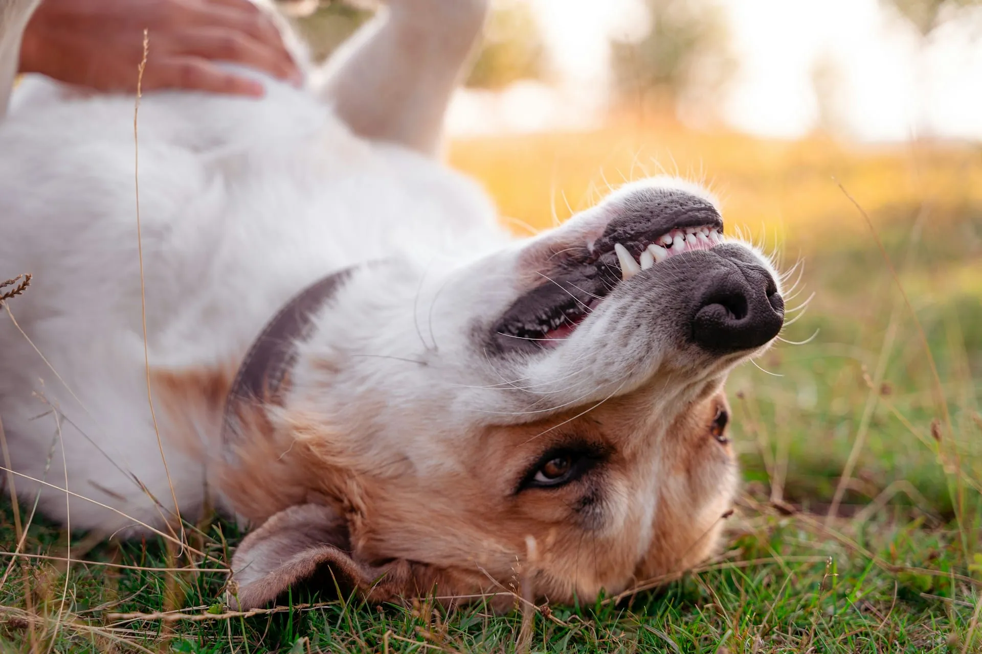 My Dog Has Rabies - Emergency Steps for Pet Parents