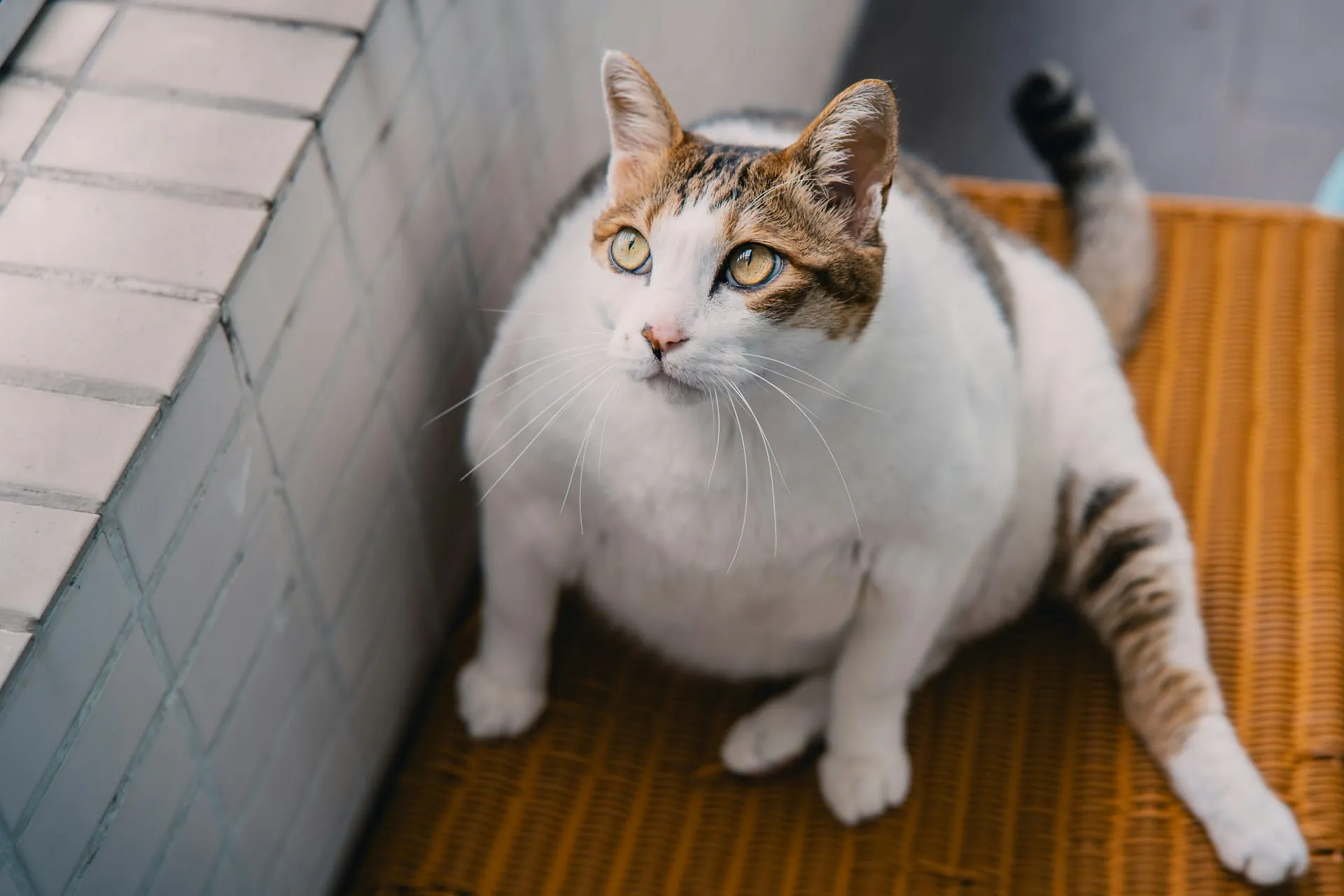 Senior Pet Diabetes: Management Guide for Dogs and Cats