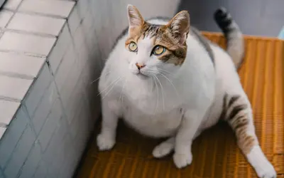 Senior Pet Diabetes: Management Guide for Dogs and Cats