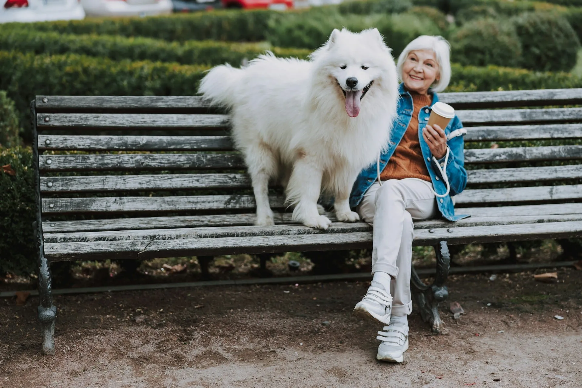 Odd Senior Dog Behaviors Explained: What They Really Mean