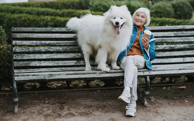 Odd Senior Dog Behaviors Explained: What They Really Mean