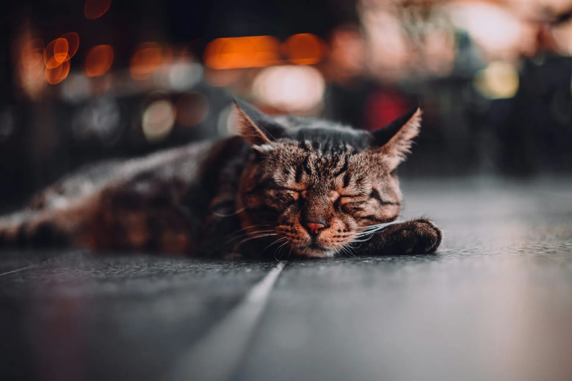 Old Cat Behavior Before Death: 7 Signs Your Senior Cat Needs You