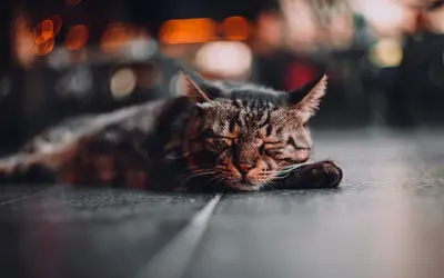 Old Cat Behavior Before Death: 7 Signs to Watch For