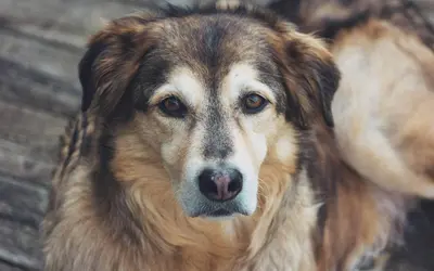 Osteosarcoma in Dogs: Final Stages and Comfort