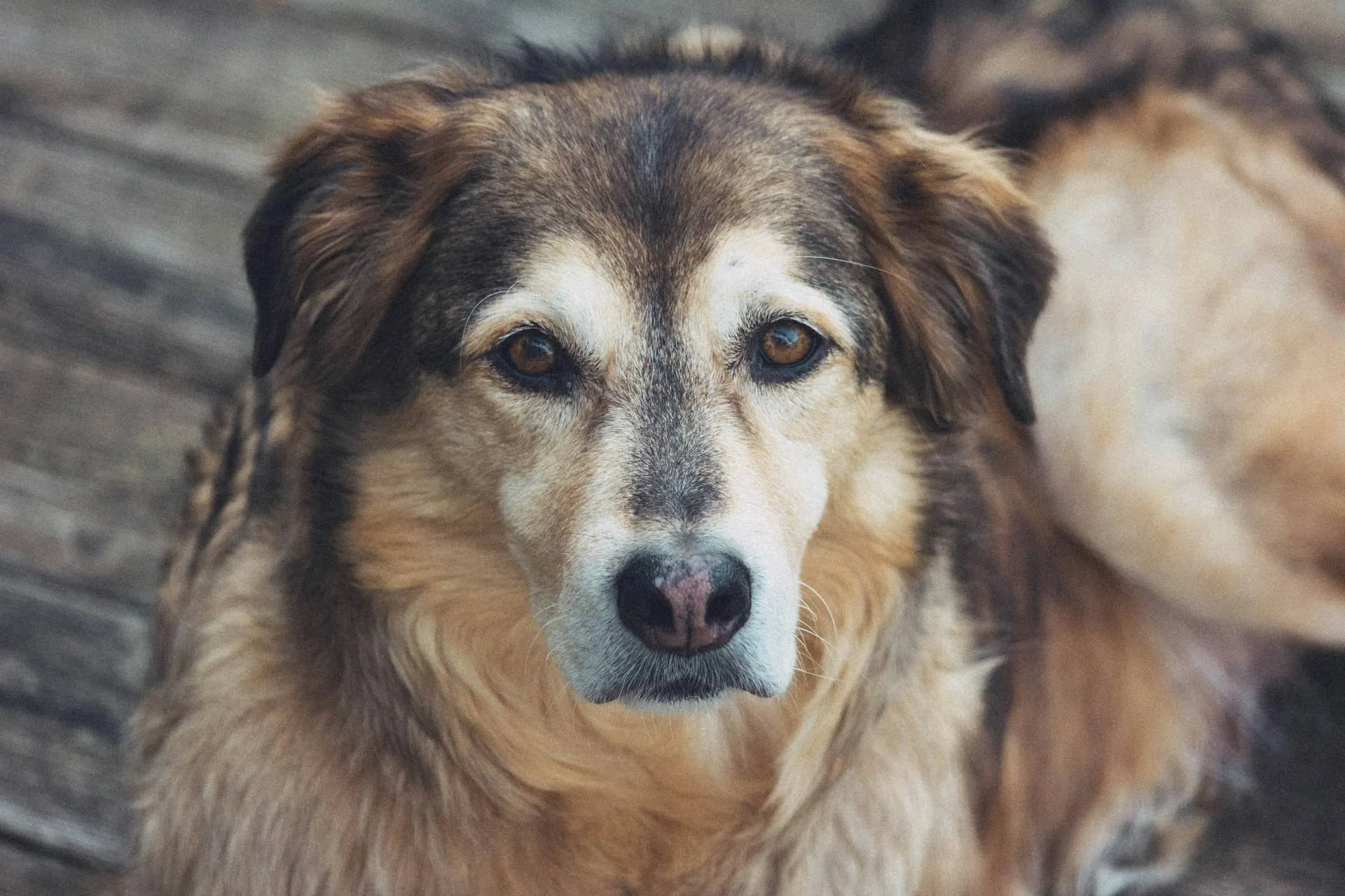 Senior shepherd mix with a graying muzzle looking up at the camera, sitting on weathered wooden boards