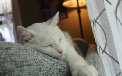 Palliative Care for Cats, and How to Do It at Home