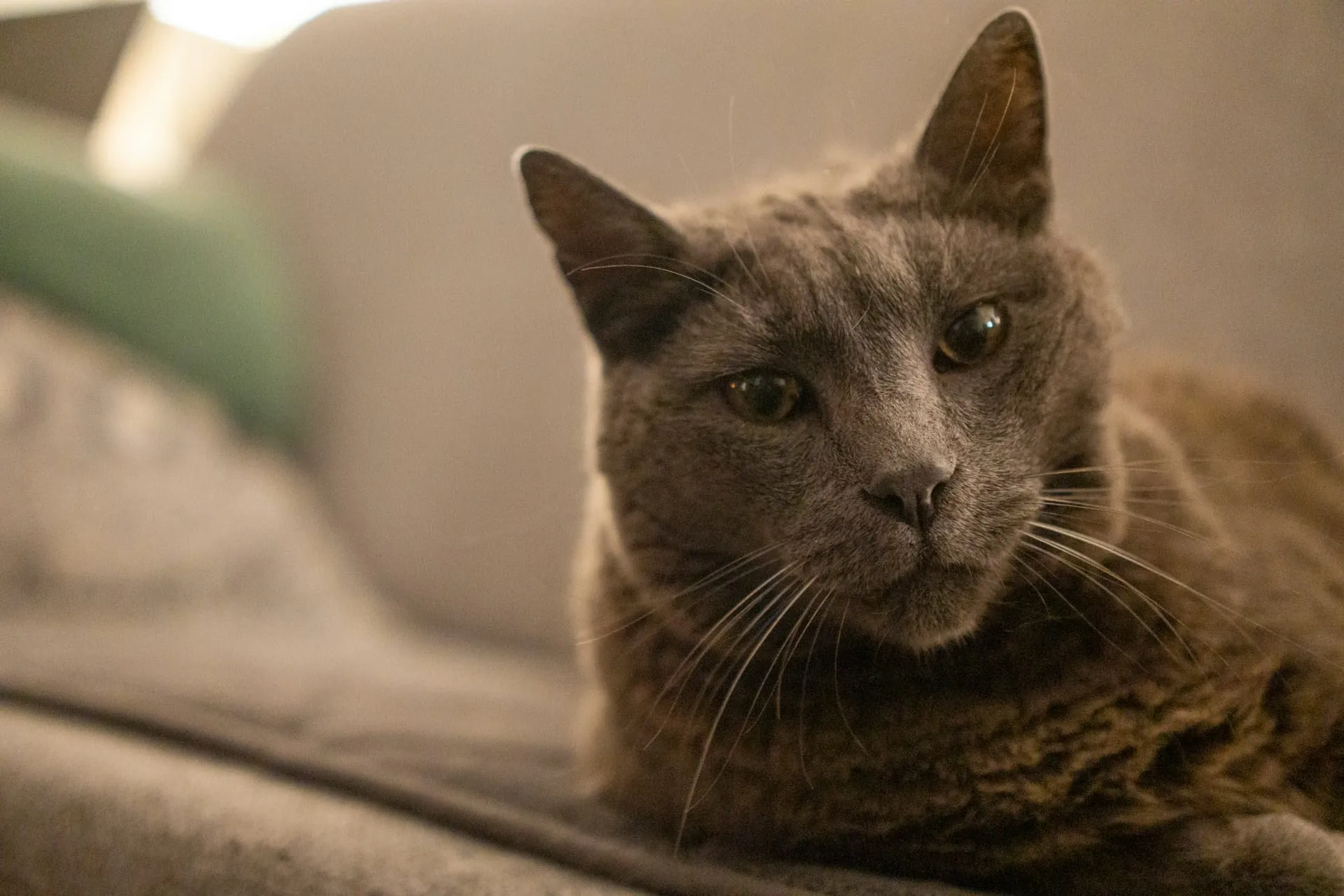 Palliative Care vs. Hospice for Pets: What's the Difference?
