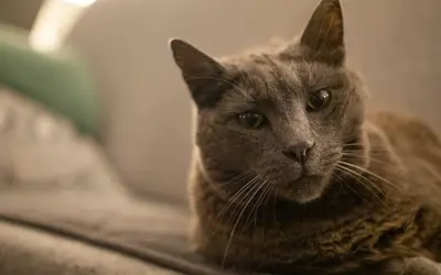 Palliative Care vs. Hospice for Pets: What’s the Difference?