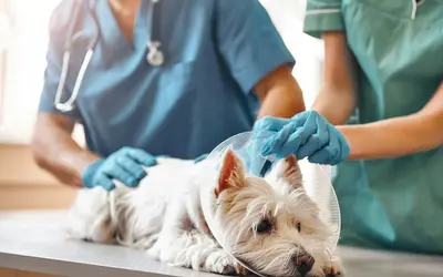 Pet Aftercare Rights: What Veterinary Clinics Must Tell You
