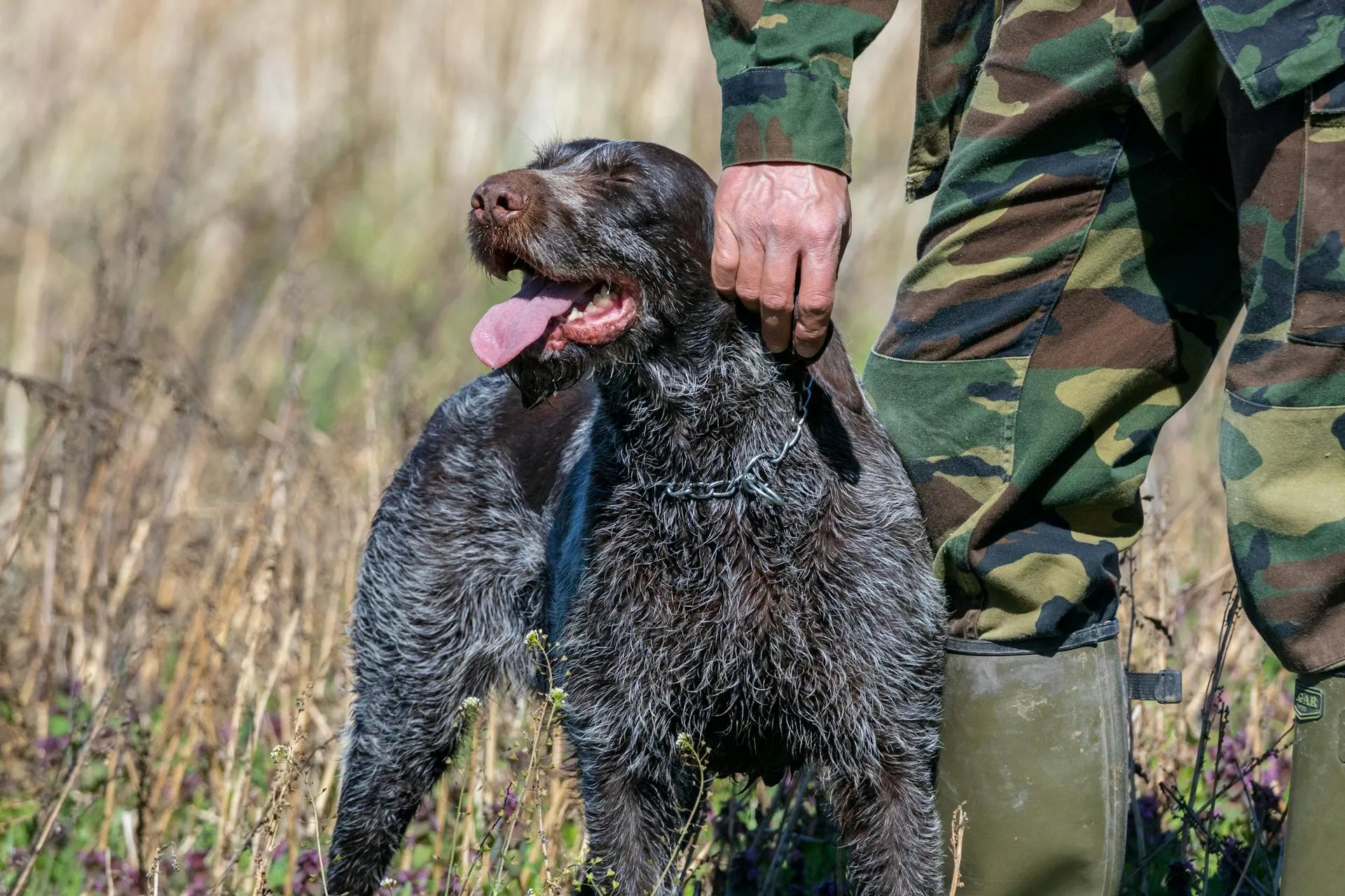 Pet Loss for Veterans: When Grief Activates Deeper Trauma
