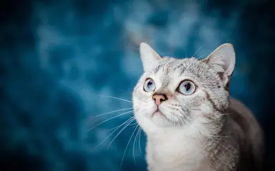 Pet Memorial Service Guide: Honoring Your Companion