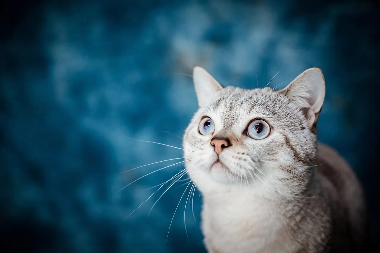 Pet Memorial Service Guide: Honoring Your Companion
