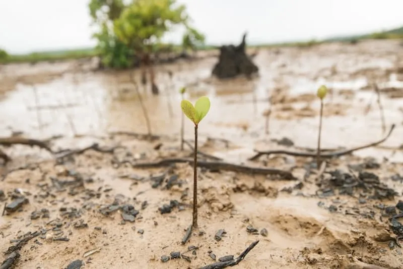 Pet Memorial Tree Planting