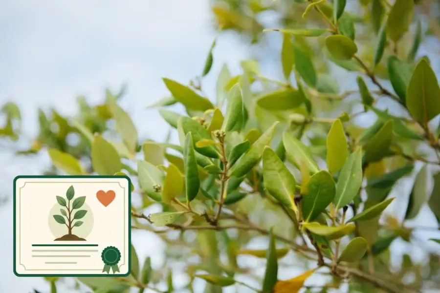 Pet memorial tree planting