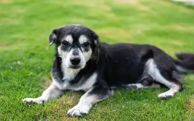 Pet Not Eating at End of Life: When to Consider Euthanasia