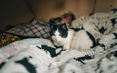 Pet Pain Management at End of Life: Complete Options Guide