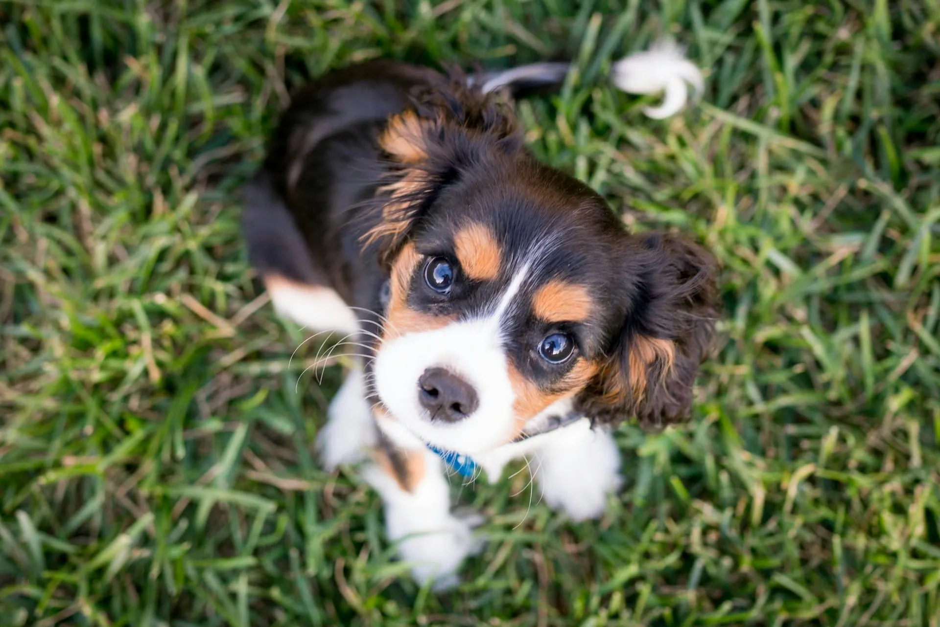 Pet Reincarnation: Signs, Beliefs & Finding Comfort After Loss