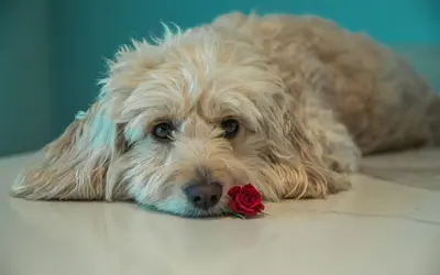 Pet-Safe Flowers and Toxic Plants for Dogs and Cats