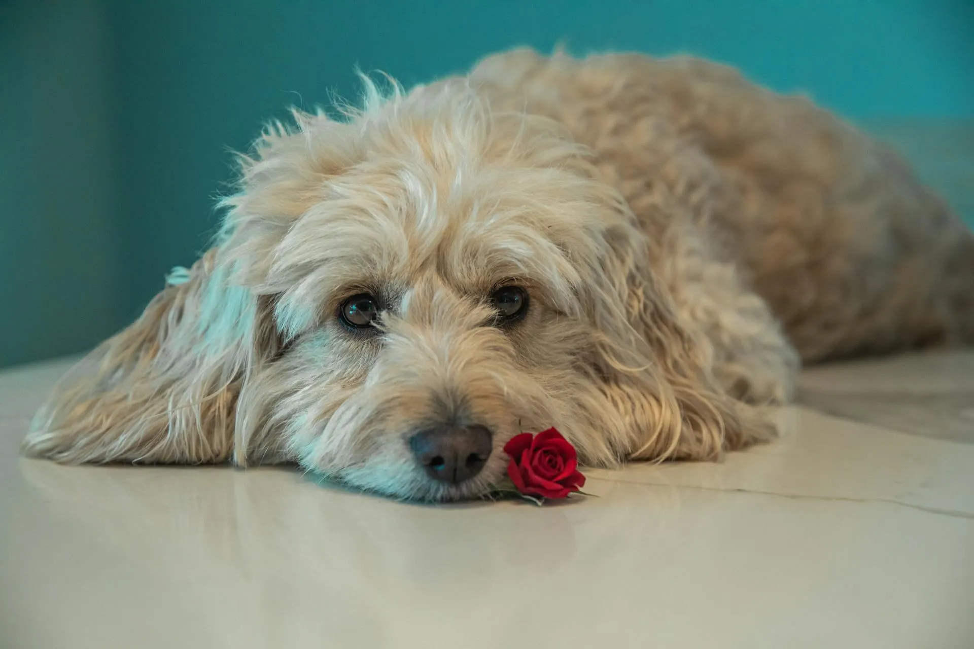 Pet-Safe Flowers and Toxic Plants for Dogs and Cats