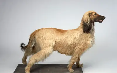 Pet Taxidermy Guide: Costs, Process & What to Expect