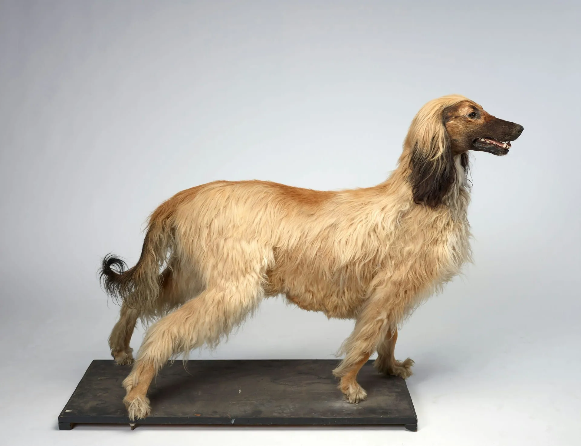 Pet Taxidermy Guide: Costs, Process & What to Expect
