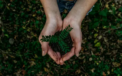Planting a Tree in Memory of Your Pet