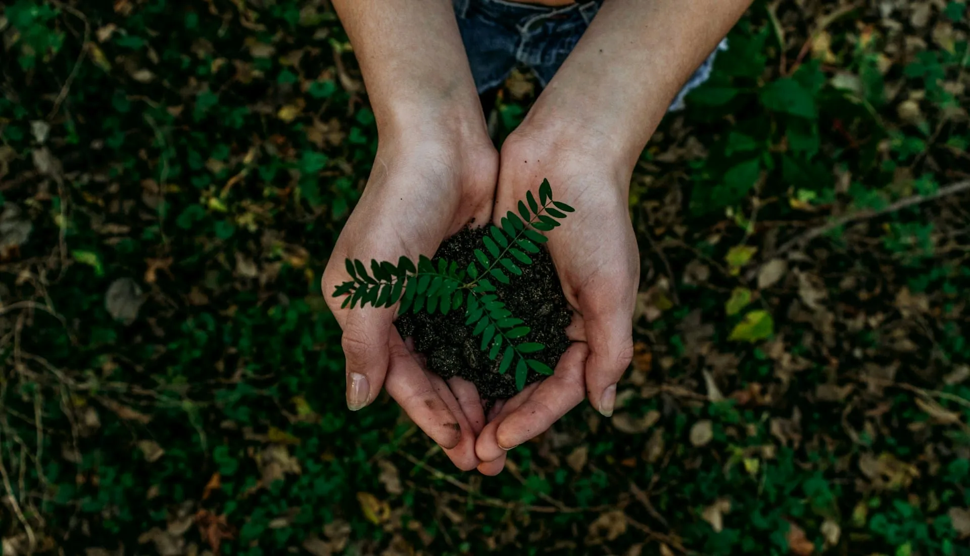 Planting a Tree in Memory of Your Pet