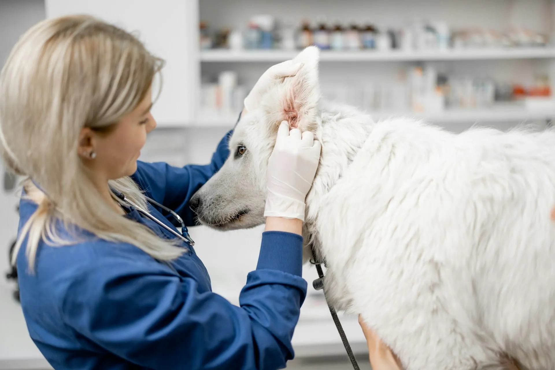 Questions to Ask Your Vet Before Euthanizing Your Pet