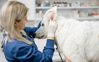 Questions to Ask Your Vet Before Euthanizing Your Pet
