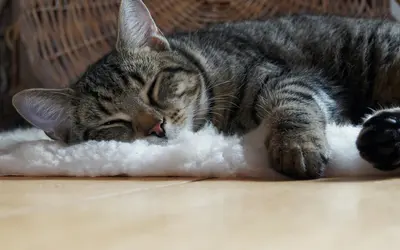 Sedation Before Pet Euthanasia: Planning for Dogs and Cats