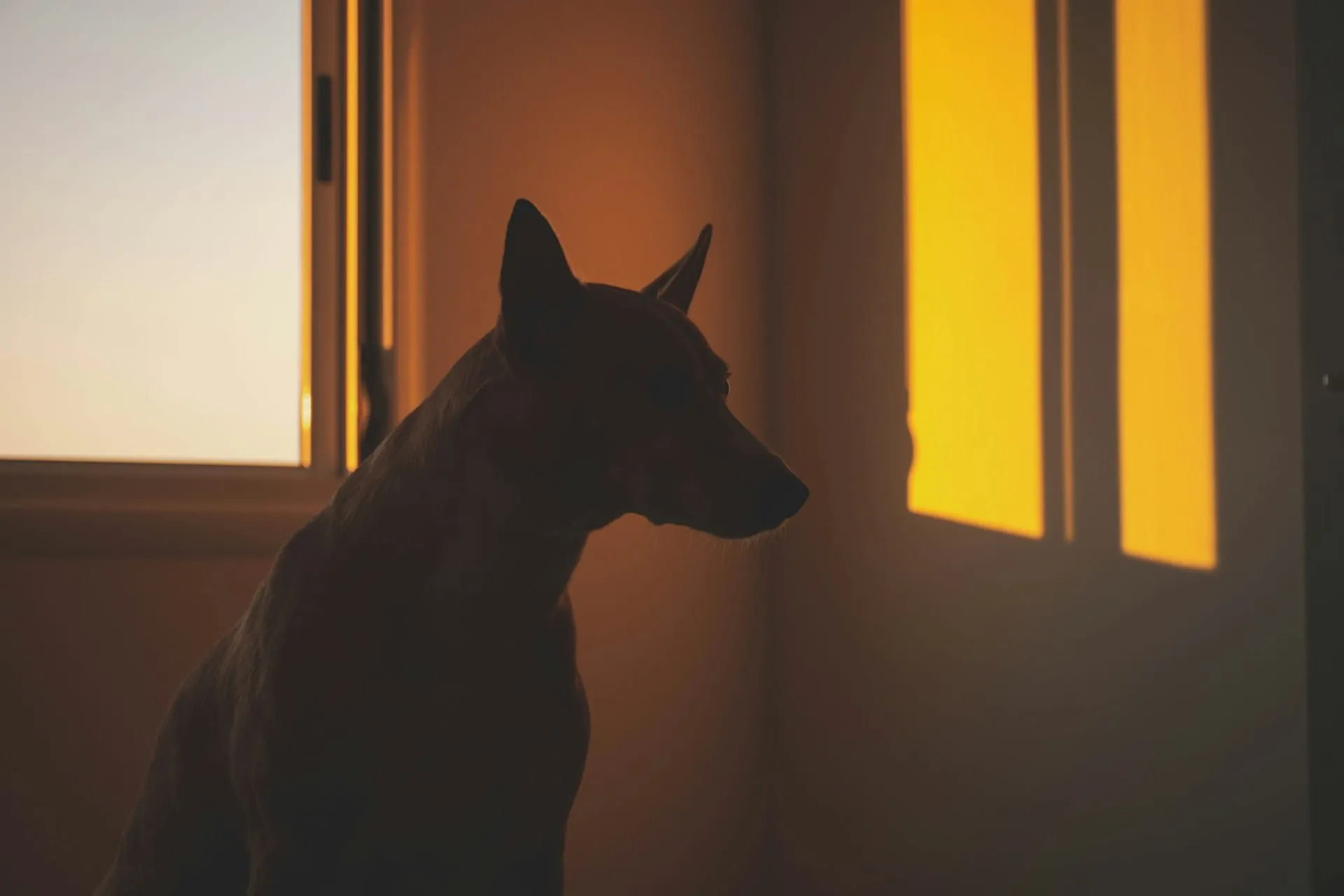 Seeing Your Pet Everywhere After Loss (Why & What to Do)