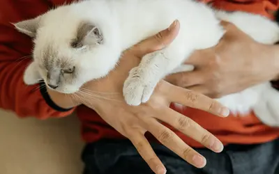 Senior Cat Bucket List: 15 Ways to Cherish Your Aging Feline