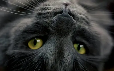 Senior Cat Care Guide: Health Tips for Aging Cats
