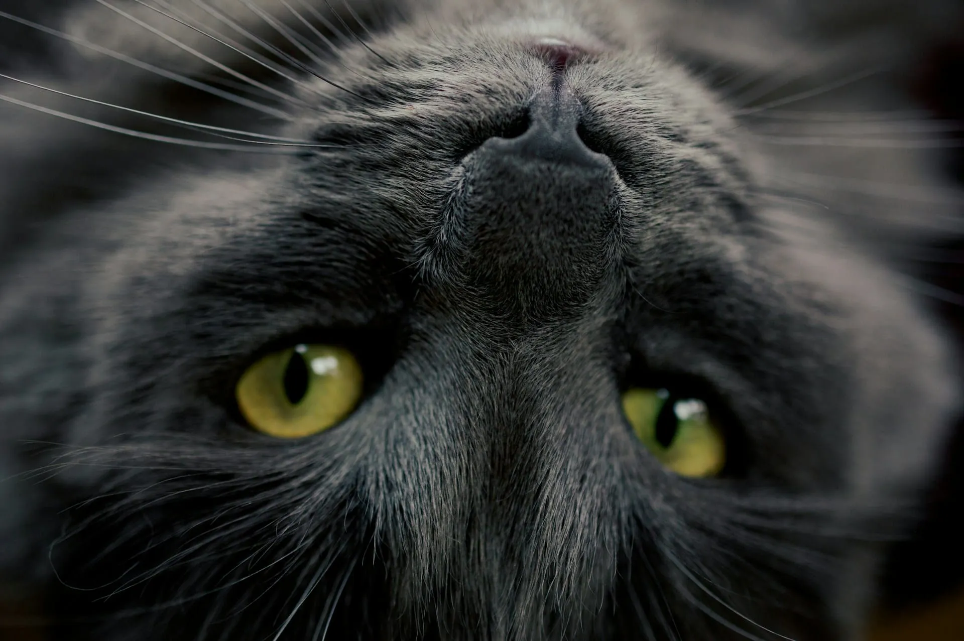 Senior Cat Care Guide: Health Tips for Aging Cats