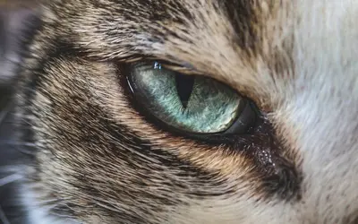 Senior Cat Care: Your Most Asked Questions Answered