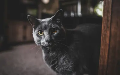Senior Cat Nutrition: Supporting Health in Their Golden Years